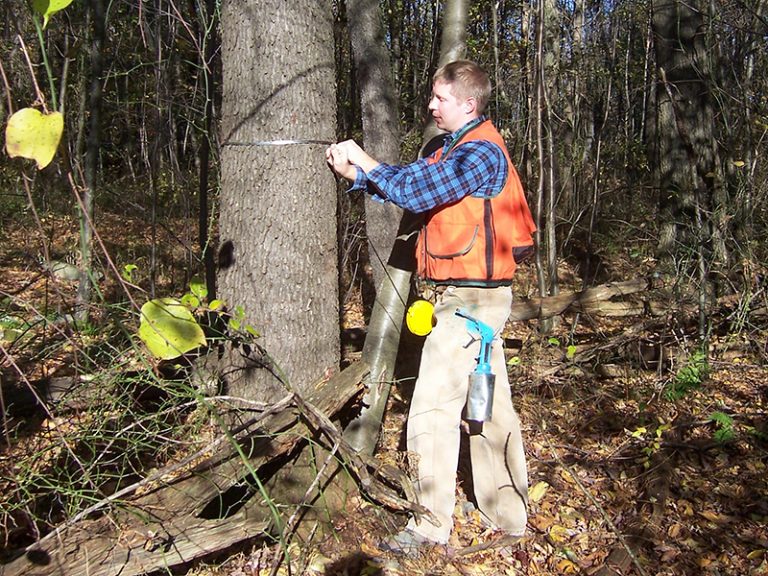 Timber Forest Land Services Inc.